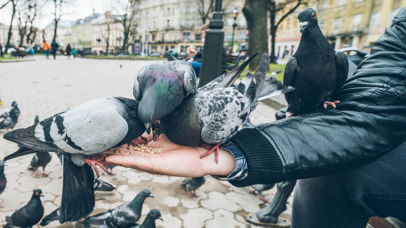 Штраф за доброту: шесть европейских городов, где голуби стали настоящей проблемой