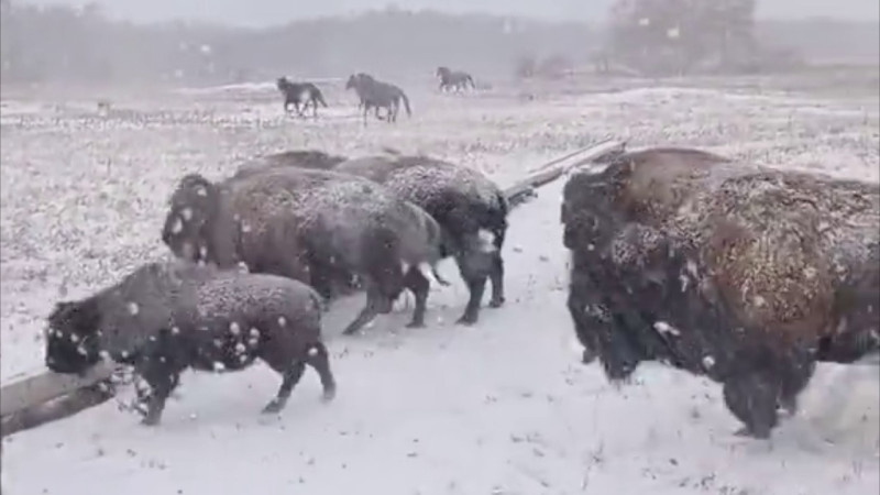 Бизоны в снегах Казахстана: не Северная Америка, а другая зимняя сказка