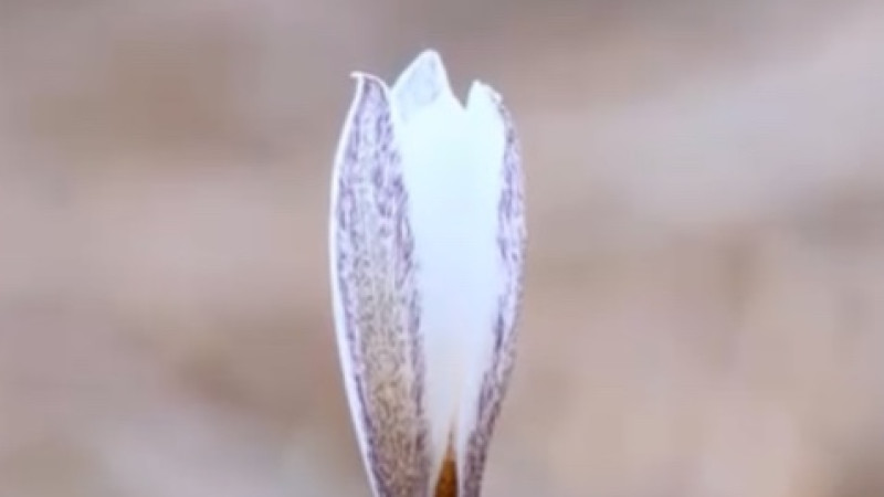 В Алматы расцвели подснежники: символ весны вдохновляет на новые открытия и укрепляет связь с природой