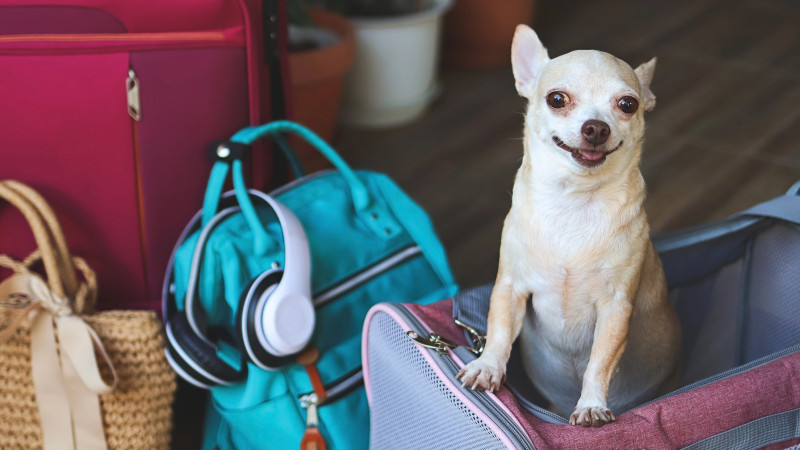 Собаки в салоне: Европа открывает небо для крупных питомцев