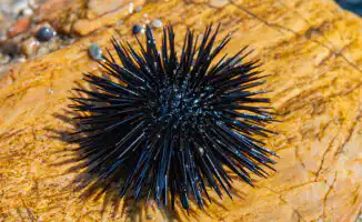 Предупреждение казахстанки: отдых в Таиланде может таить опасности для туристов