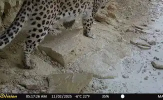 Редкий леопард запечатлен в Мангистауском парке 'Кызылсай'