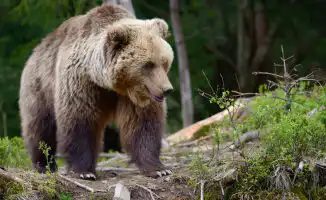 Трагедия в Хоккайдо: студента убил бурый медведь, вызвавший опасения по поводу безопасности в горах