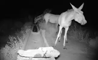 Редкие скакуны на грани исчезновения: фотоловушки фиксируют угрозу для природы Балхаша