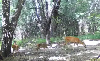 Фотоловушка зафиксировала редкое явление: самка косули с двумя детёнышами в Алматинской области