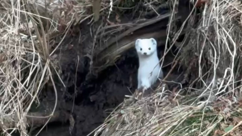 В Алматинской области поймали на камеру белоснежного зверька