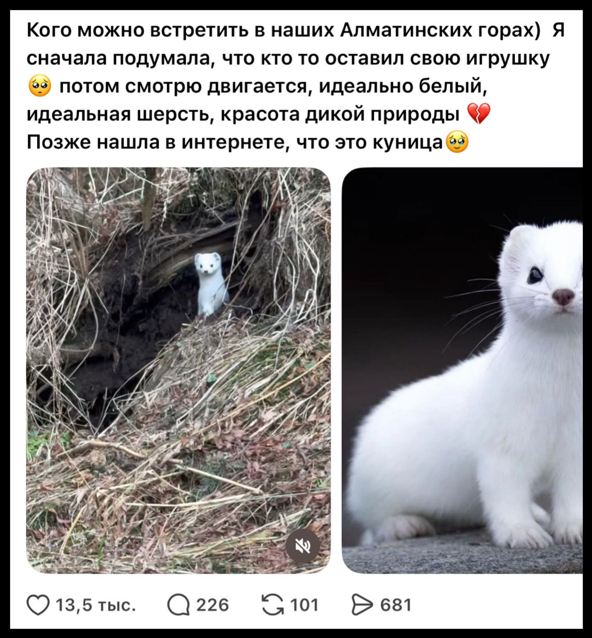 Белоснежный зверёк