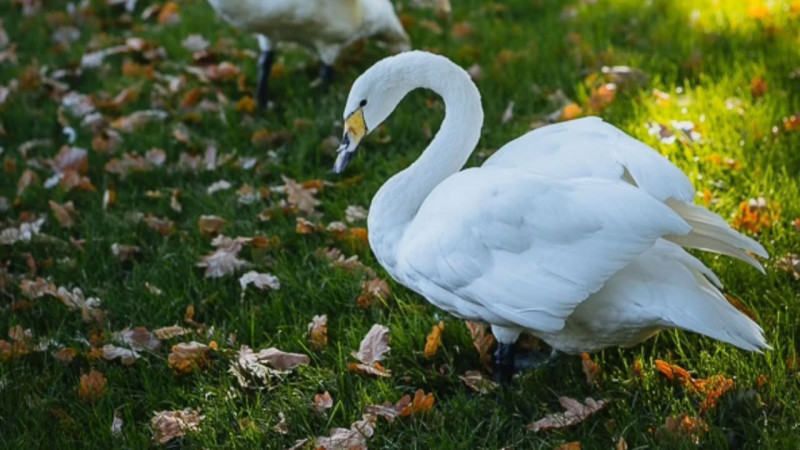 Ботсад Алматы: новое расписание — рано, но не скучно!