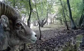 Архар в кадре: редкий гость пронзил красоту Буйратау своими рогами