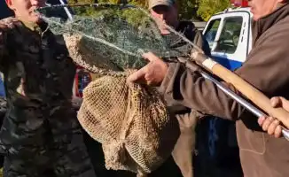 Загадочный гость: редкий детёныш стал звездой двора в Акмолинской области