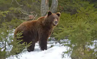 Казахстанцы делятся видео с медведем: природа и люди в одном кадре