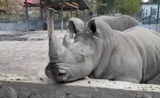 В Алматы ищут посетителя, обидевшего носорога в зоопарке