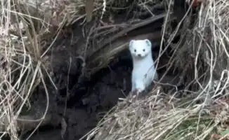 В Алматинской области поймали на камеру белоснежного зверька