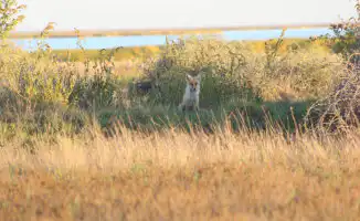Лиса запечатлена в Коргалжынском заповеднике: редкое наблюдение в Акмолинской области