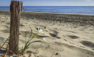 Штрафы за нарушения на пляжах Турции: туристы рискуют потерять более 7 миллионов тенге за сбор редких растений