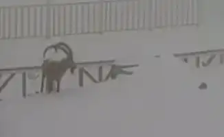 На Шымбулаке неожиданно появился горный козел: видео с курорта впечатляет