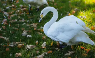 Ботсад Алматы: новое расписание — рано, но не скучно!