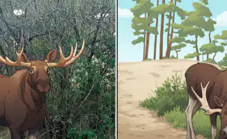 Лось в кадре: фотоловушка запечатлела момент в Наурзумском заповеднике