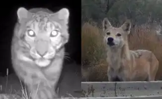 Фотоловушка запечатлела снежного барса в Казахстане: важный шаг для сохранения редких видов и экосистемы