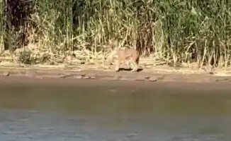 Шакал в Атырау: туристы запечатлели редкую встречу в резервате