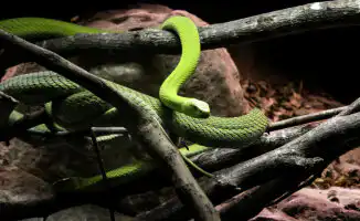 Туристы на Шри-Ланке жалуются на нашествие двухметровых змей в отелях