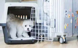 В Европе домашних животных приравняли к багажу на авиарейсах