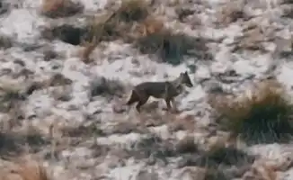 Шакал в кадре: дикий актер Алтын-Эмеля покоряет мир дикой природы