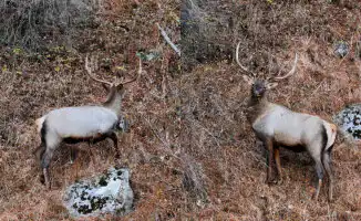 Необычные кадры маралов в горах Алматинской области с дрона
