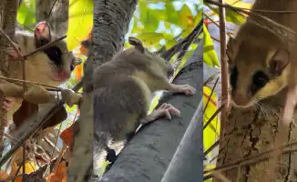 Лесная соня: редкий грызун из Красной книги Казахстана