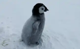 Спасение императорского пингвинёнка на архипелаге Хасуэлла: жизнь птицы зависит от помощи человека