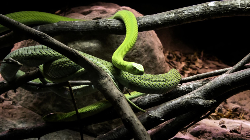 Туристы на Шри-Ланке жалуются на нашествие двухметровых змей в отелях