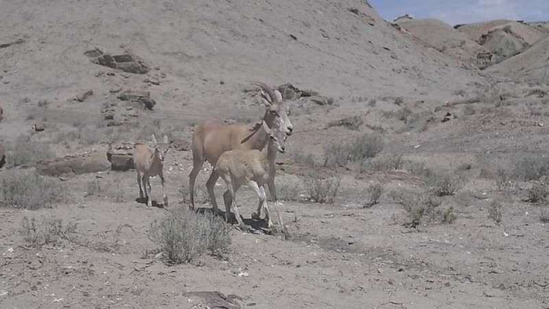 В объективе природы: устюртский архар — призрак степей оживает на снимках
