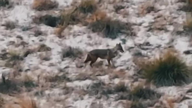 Шакал в кадре: дикий актер Алтын-Эмеля покоряет мир дикой природы