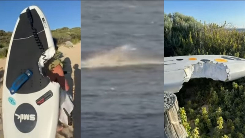 Винг-фойл против акулы: сёрфер, как герой из фильма, вырывается из пасти хищника