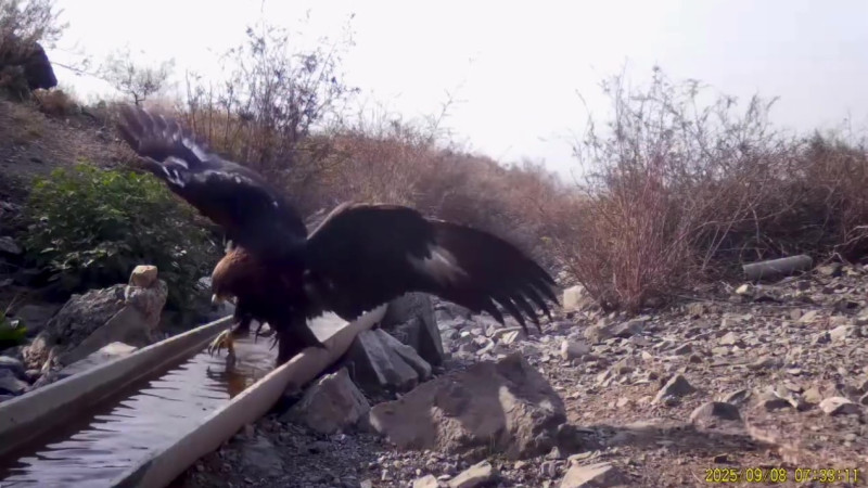 Редкие беркуты и хищники: уникальные кадры природы Казахстана в национальных парках