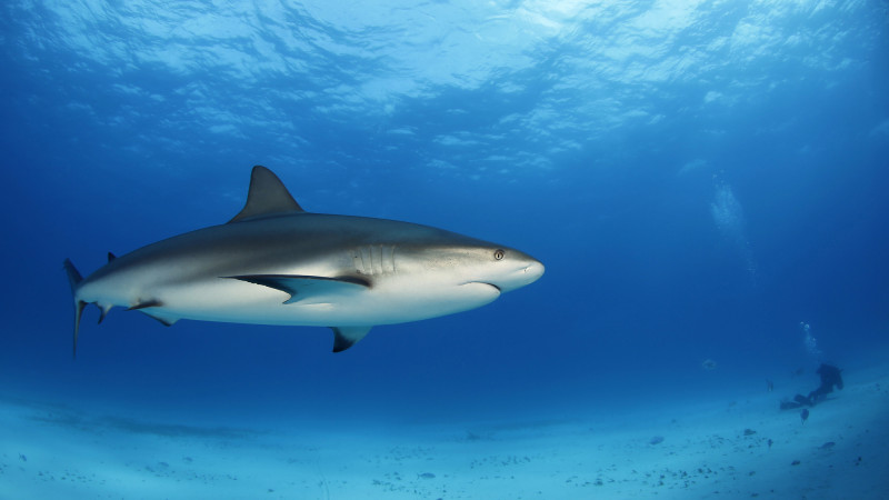На восточном побережье Австралии акула напала на пару туристов: девушка погибла