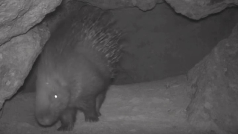 В Каратауском заповеднике зафиксированы индийские дикобразы!