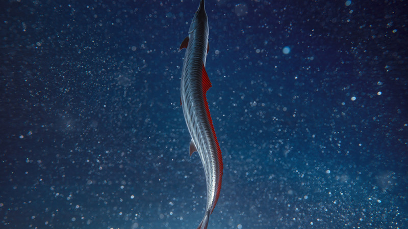 На пляже Тасмании обнаружена трёхметровая 'рыба Судного дня' — oarfish