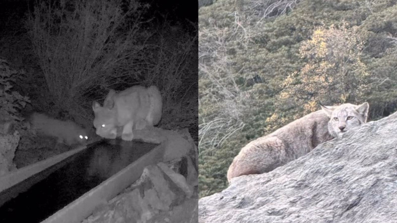 Туркестанская рысь: редкая встреча в Казахстане!