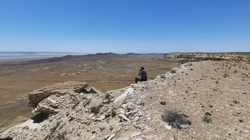 Медоед в Устюртском заповеднике: бесстрашное млекопитающее