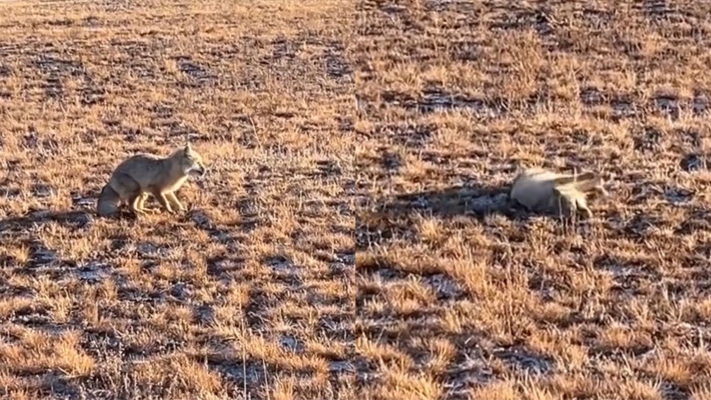Необычное поведение лисы в Карагандинской области вызывает опасения о возможном заражении бешенством