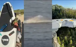 Винг-фойл против акулы: сёрфер, как герой из фильма, вырывается из пасти хищника