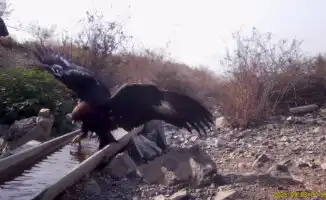 Редкие беркуты и хищники: уникальные кадры природы Казахстана в национальных парках