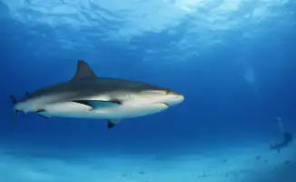 На восточном побережье Австралии акула напала на пару туристов: девушка погибла