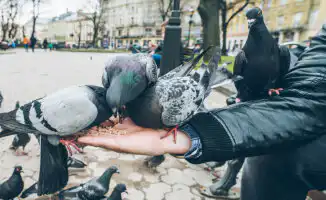 Штраф за доброту: шесть европейских городов, где голуби стали настоящей проблемой