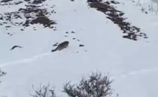 Пастух в Жамбылской области случайно запечатлел снежного барса на видео
