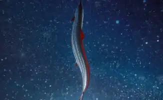 На пляже Тасмании обнаружена трёхметровая 'рыба Судного дня' — oarfish