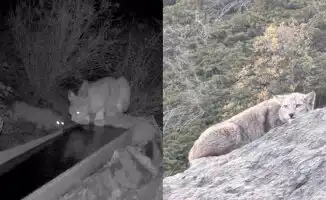 Туркестанская рысь: редкая встреча в Казахстане!