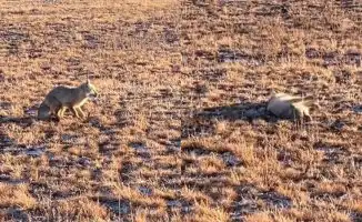Необычное поведение лисы в Карагандинской области вызывает опасения о возможном заражении бешенством