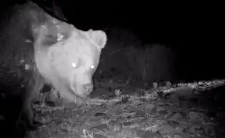 В сердце Жетысу: редкий Тянь-Шанский медведь вновь вышел на свет из тени